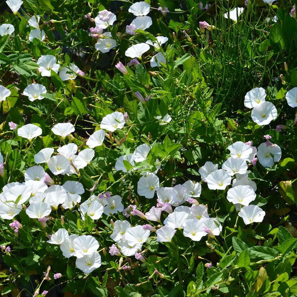 Campanule Mini Marvels Starbright - Campanule des Carpates