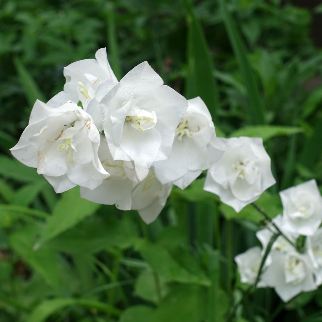 Campanule à feuilles de pêcher La Bonne Amie - Campanula persicifolia