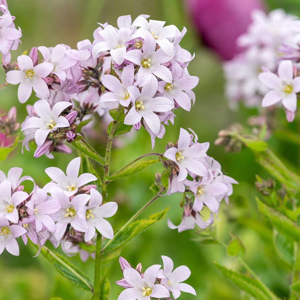 Campanule lactiflora Loddon Anna - Campanule laiteuse rose pâle