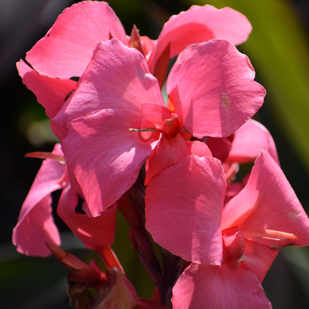 Canna Pink and Roses - Balisier