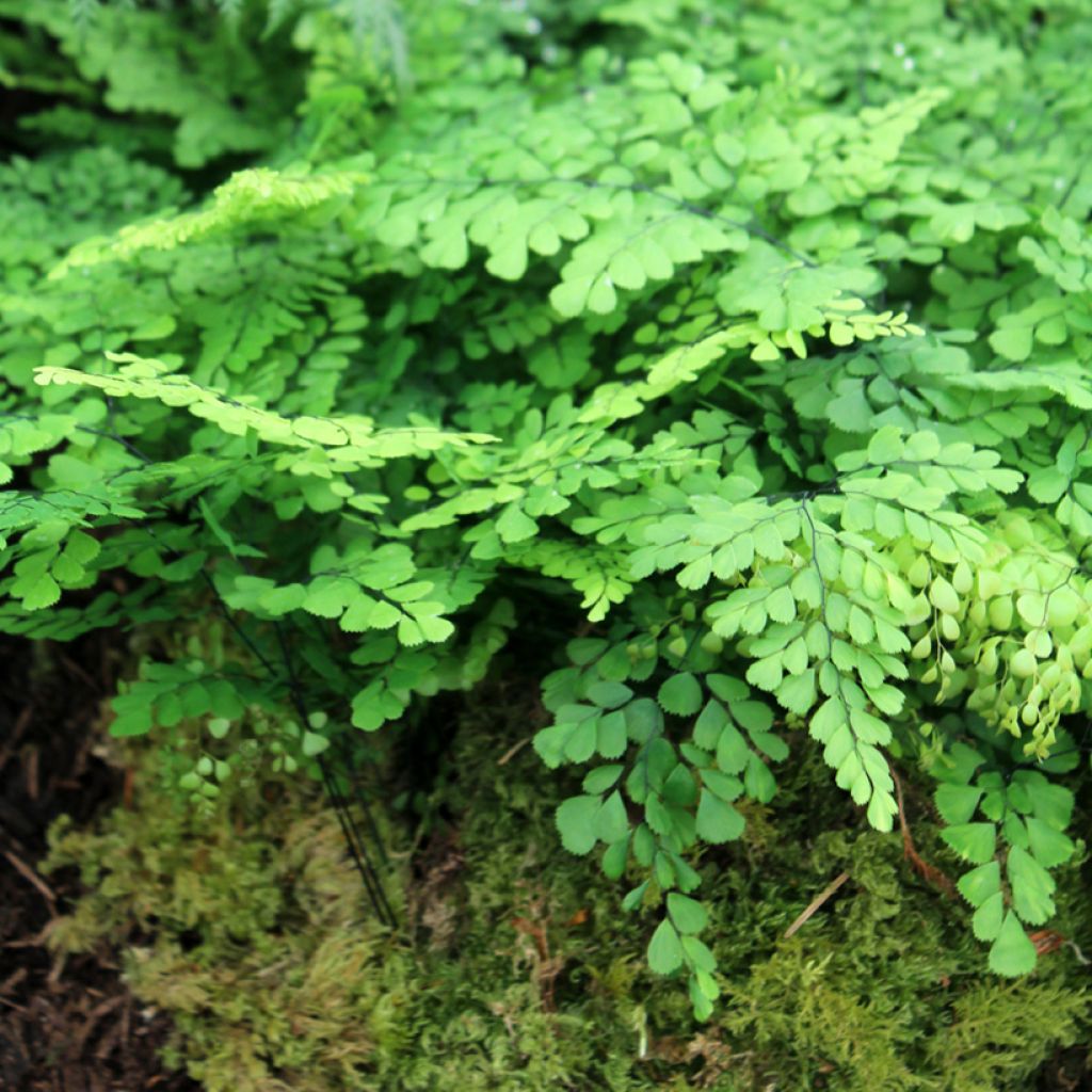 Capillaire élégante - Adiantum venustum