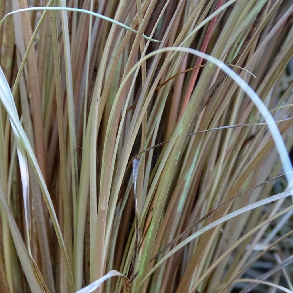 Carex comans Bronco - Laîche de Nouvelle-Zélande