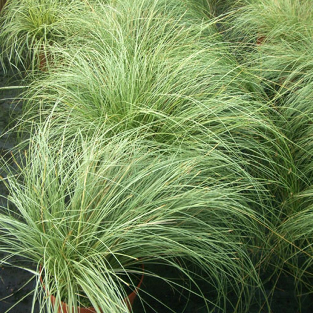 Carex comans Phoenix Green - Laîche de Nouvelle-Zélande
