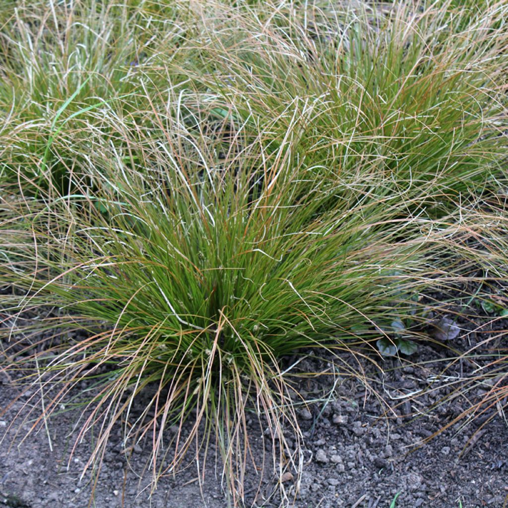 Carex testacea Prairie Fire - Laîche orange