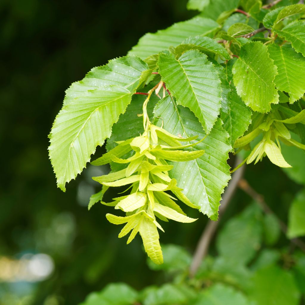 Carpinus betulus Fastigiata - Charme fastigié