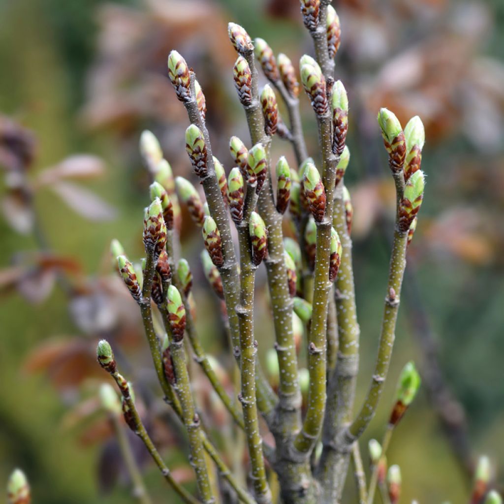 Carpinus betulus Monumentalis - Charme commun
