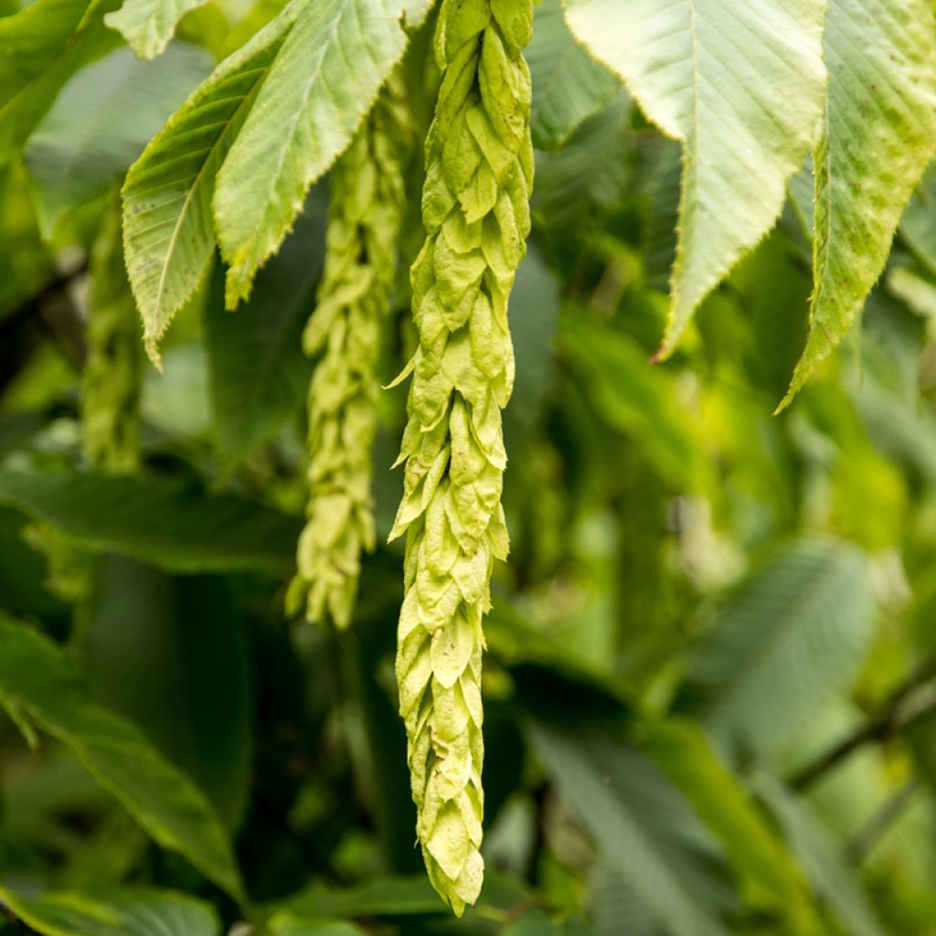 Carpinus fangiana - Charme de Fang