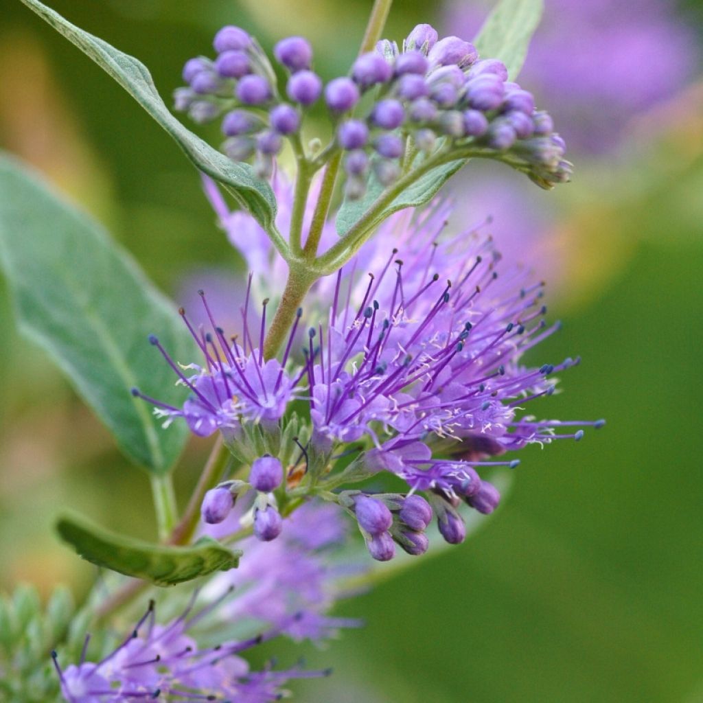 Caryopteris Grand Bleu - Spirée bleue