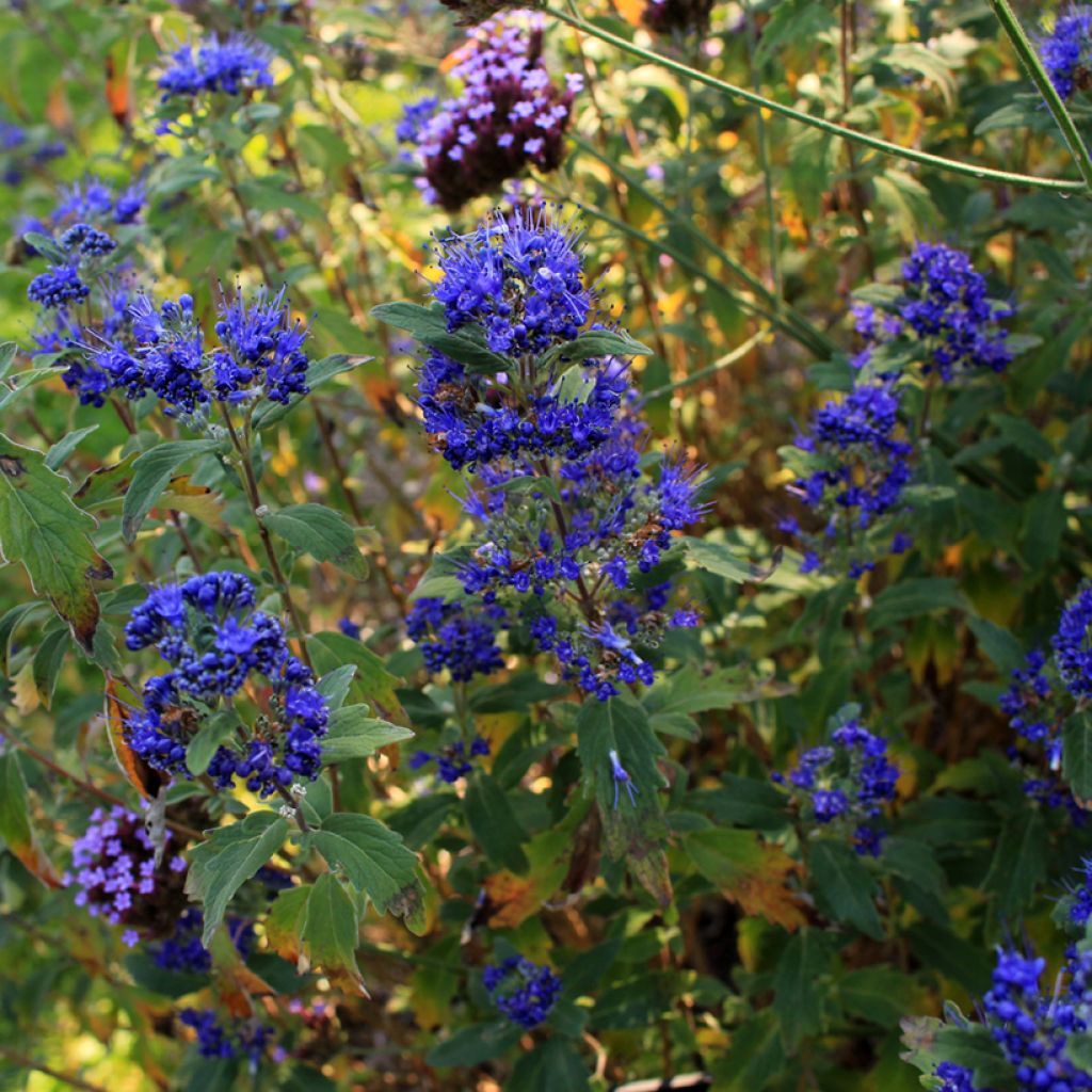 Caryopteris Grand Bleu - Spirée bleue