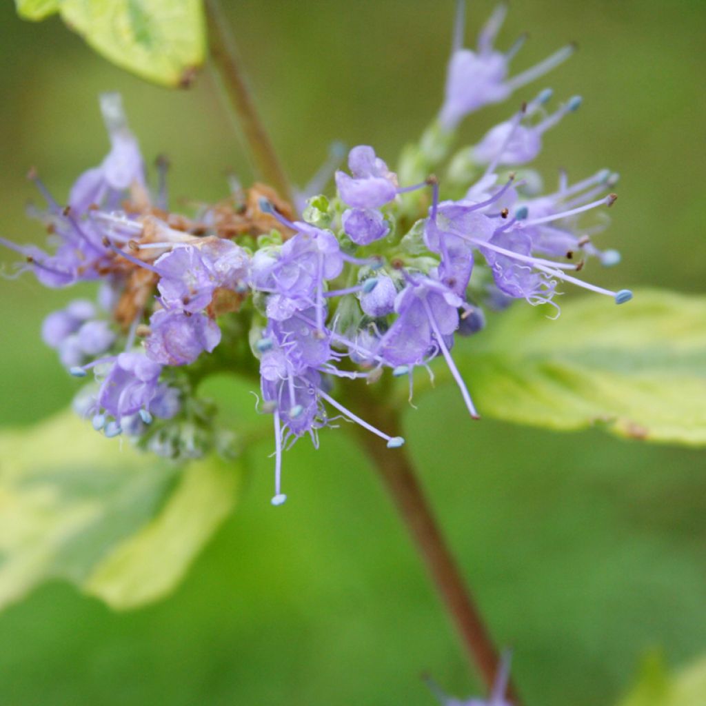 Caryopteris Summer Sorbet®