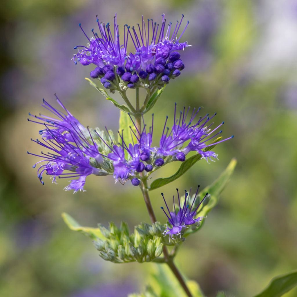 Caryopteris clandonensis Kew Blue