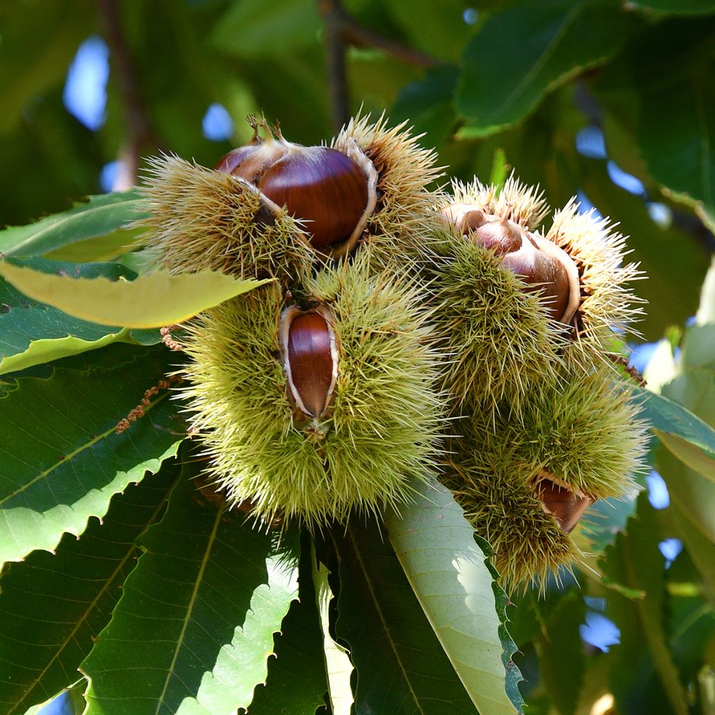 Castanheiro Marigoule - Castanea sativa