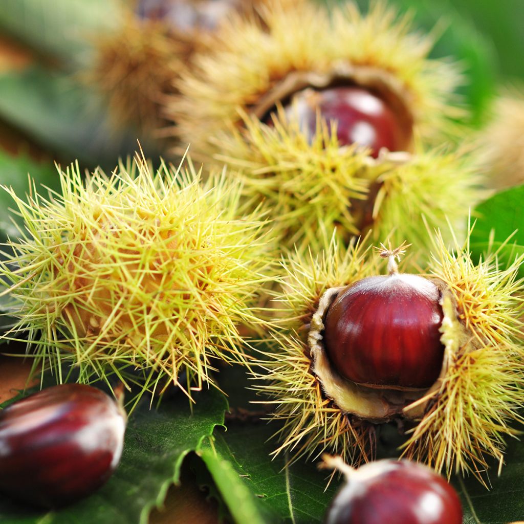 Castanheiro Marigoule - Castanea sativa