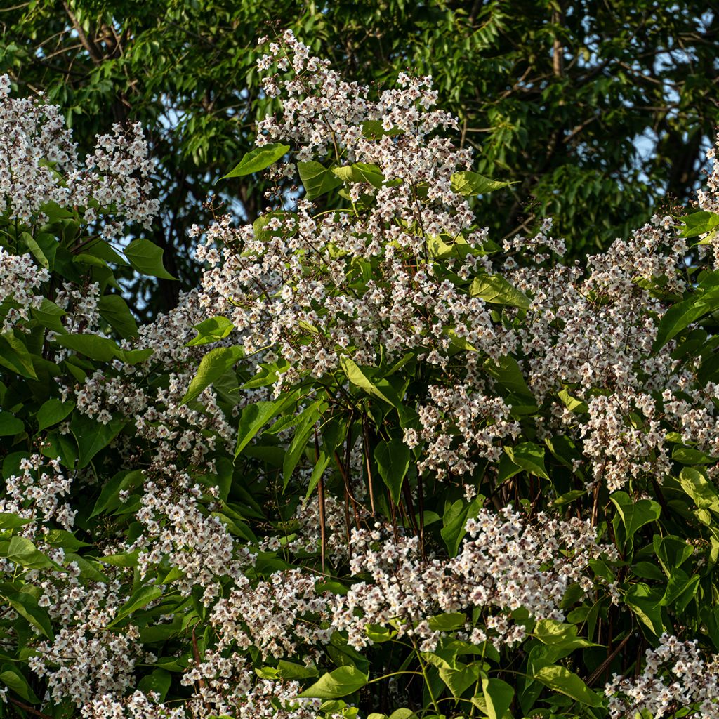 Graines de Catalpa commun - Catalpa bignonioides