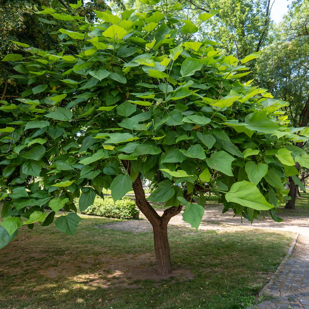 Graines de Catalpa commun - Catalpa bignonioides