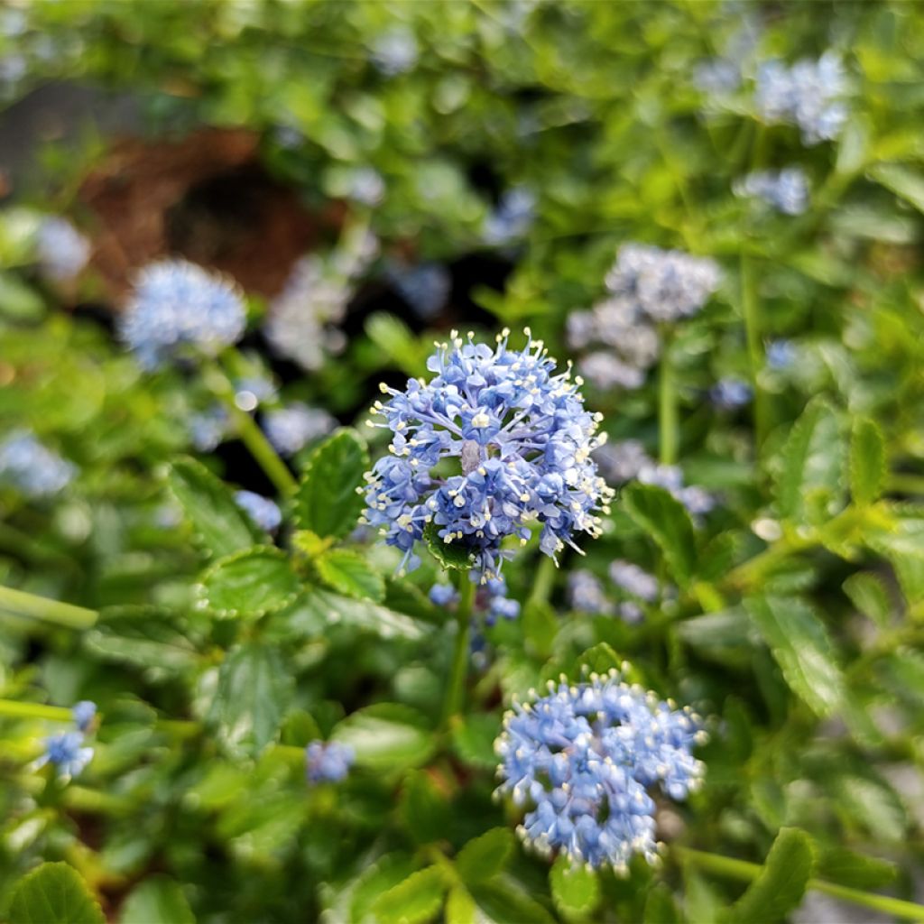 Ceanothus Blue Mound