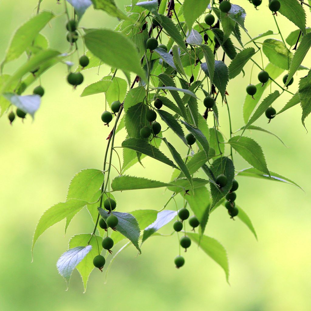 Graines de Micocoulier - Celtis australis