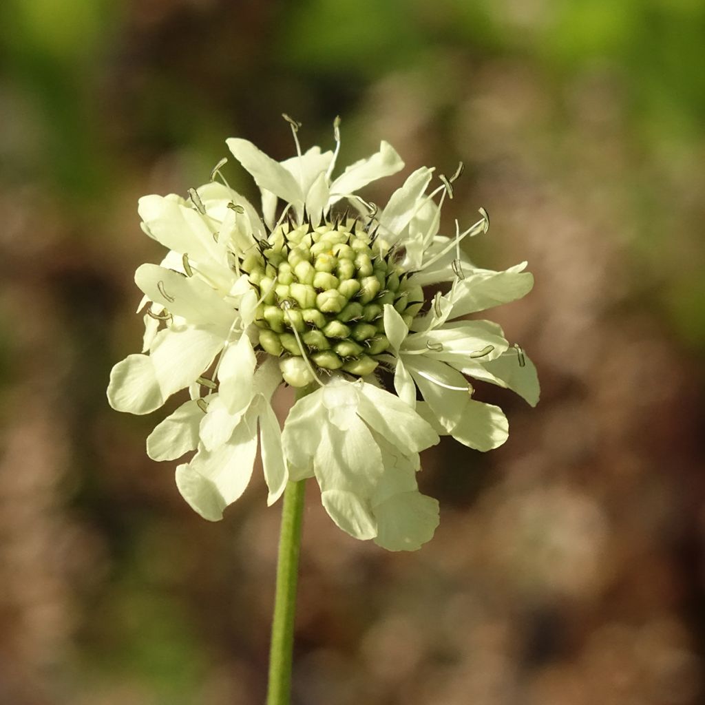 Cephalaria gigantea