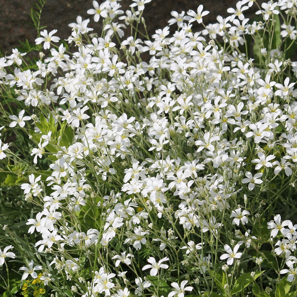 Cerastium biebersteinii - Oreille de souris