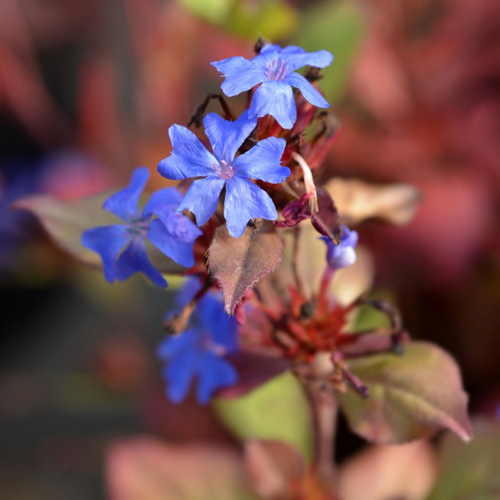 Ceratostigma plumbaginoïdes - Dentelaire