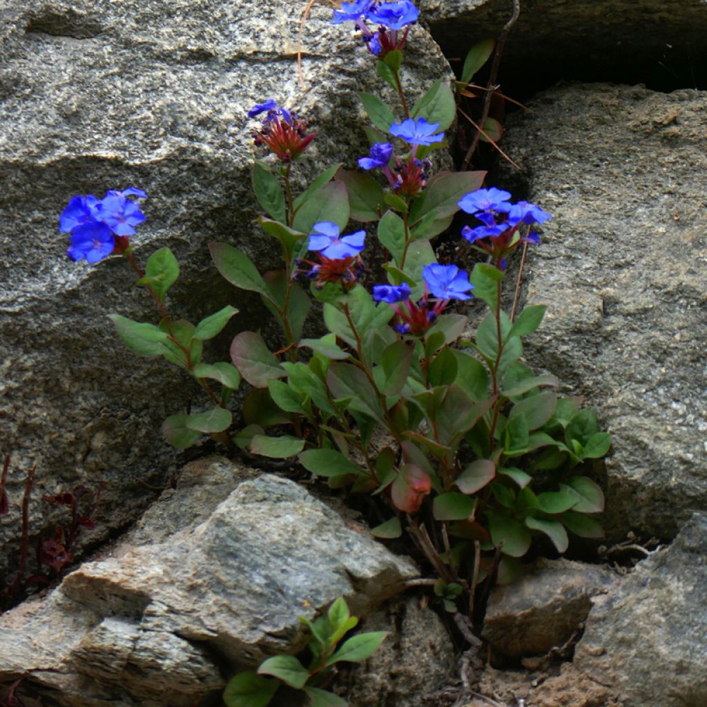 Ceratostigma plumbaginoïdes - Dentelaire