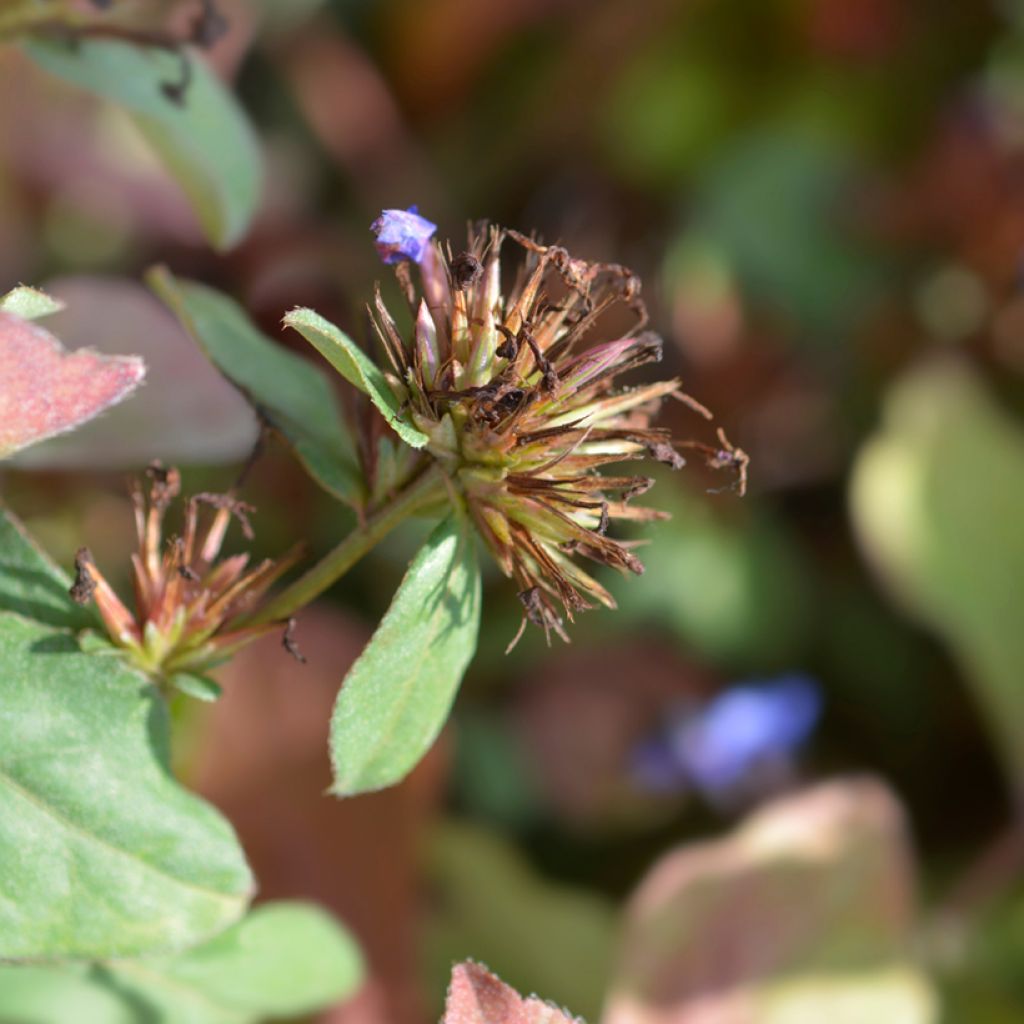 Ceratostigma plumbaginoïdes - Dentelaire