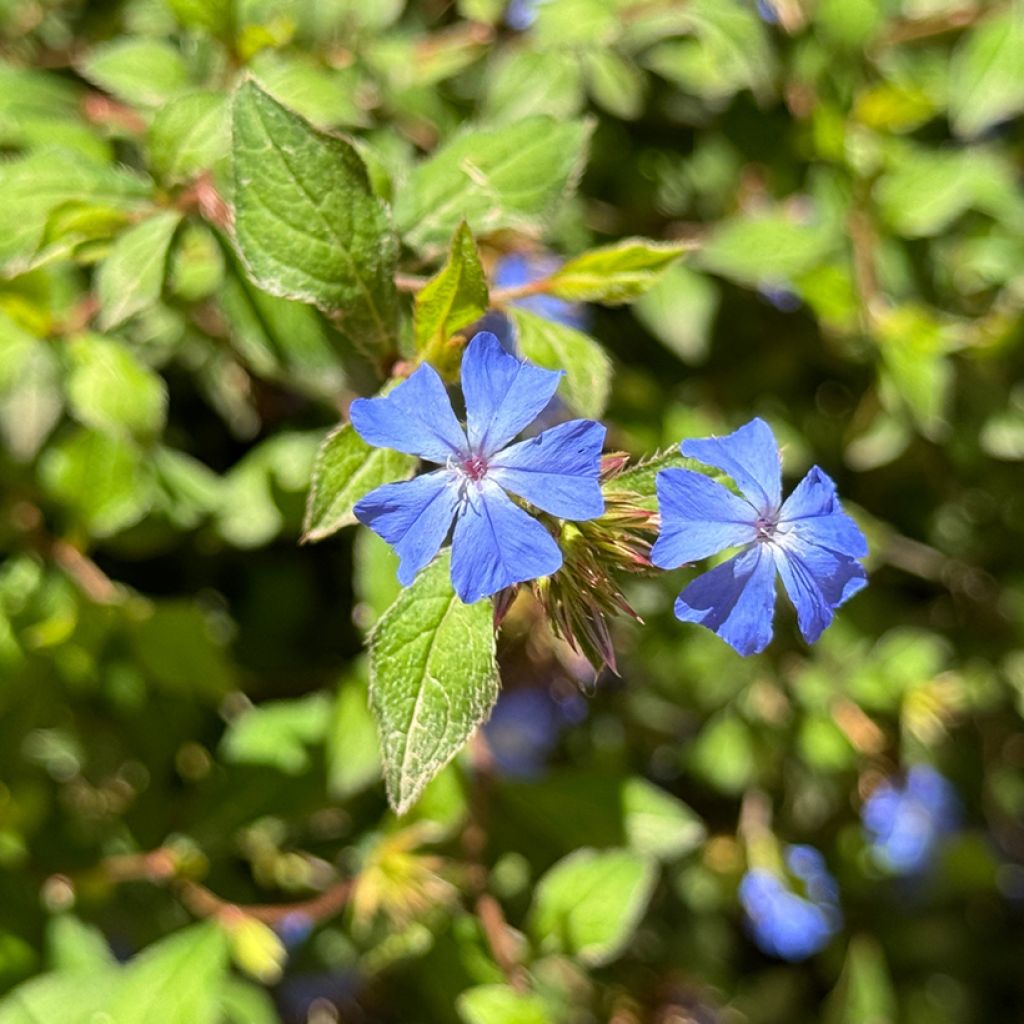Ceratostigma plumbaginoïdes - Dentelaire