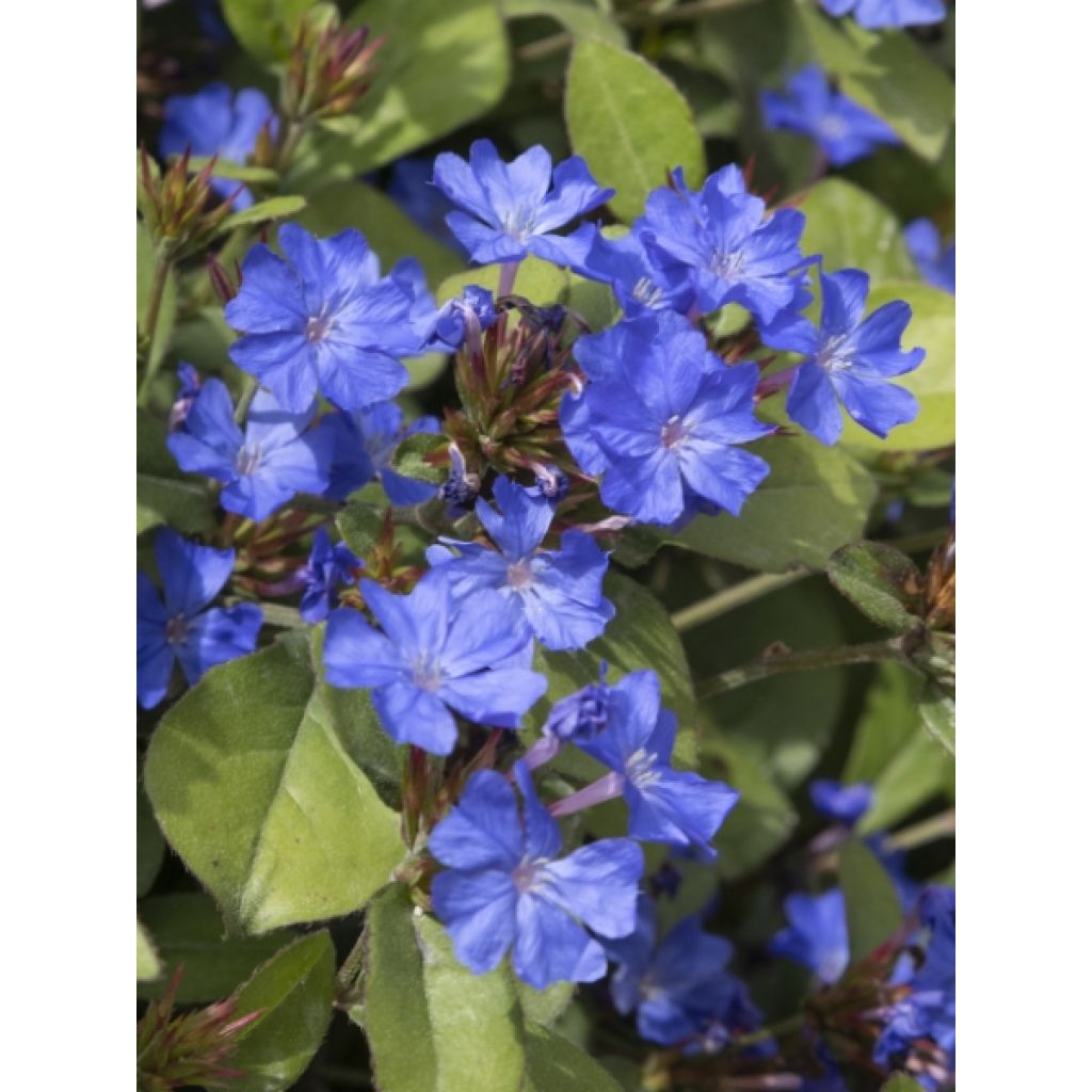 Ceratostigma plumbaginoides