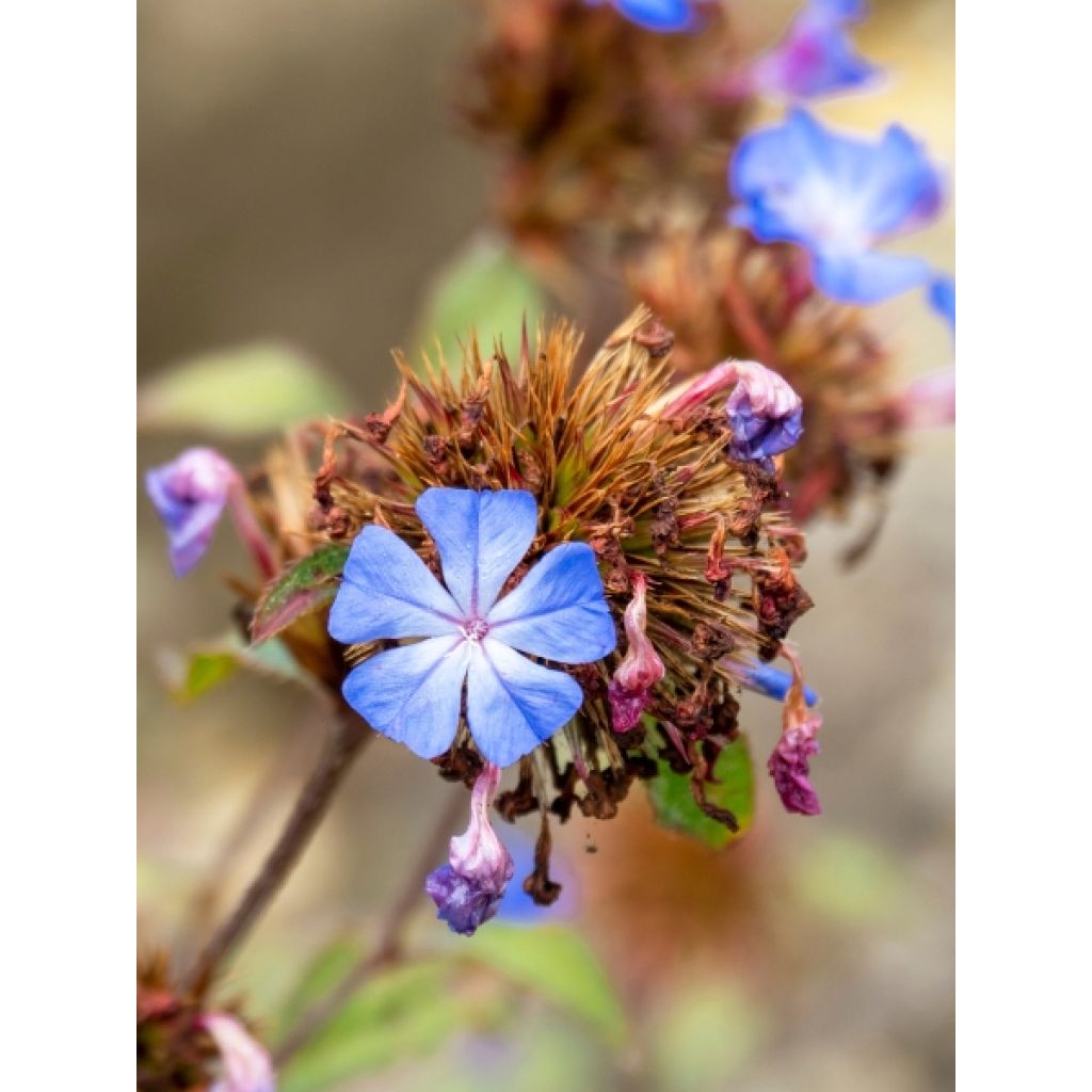 Ceratostigma plumbaginoides