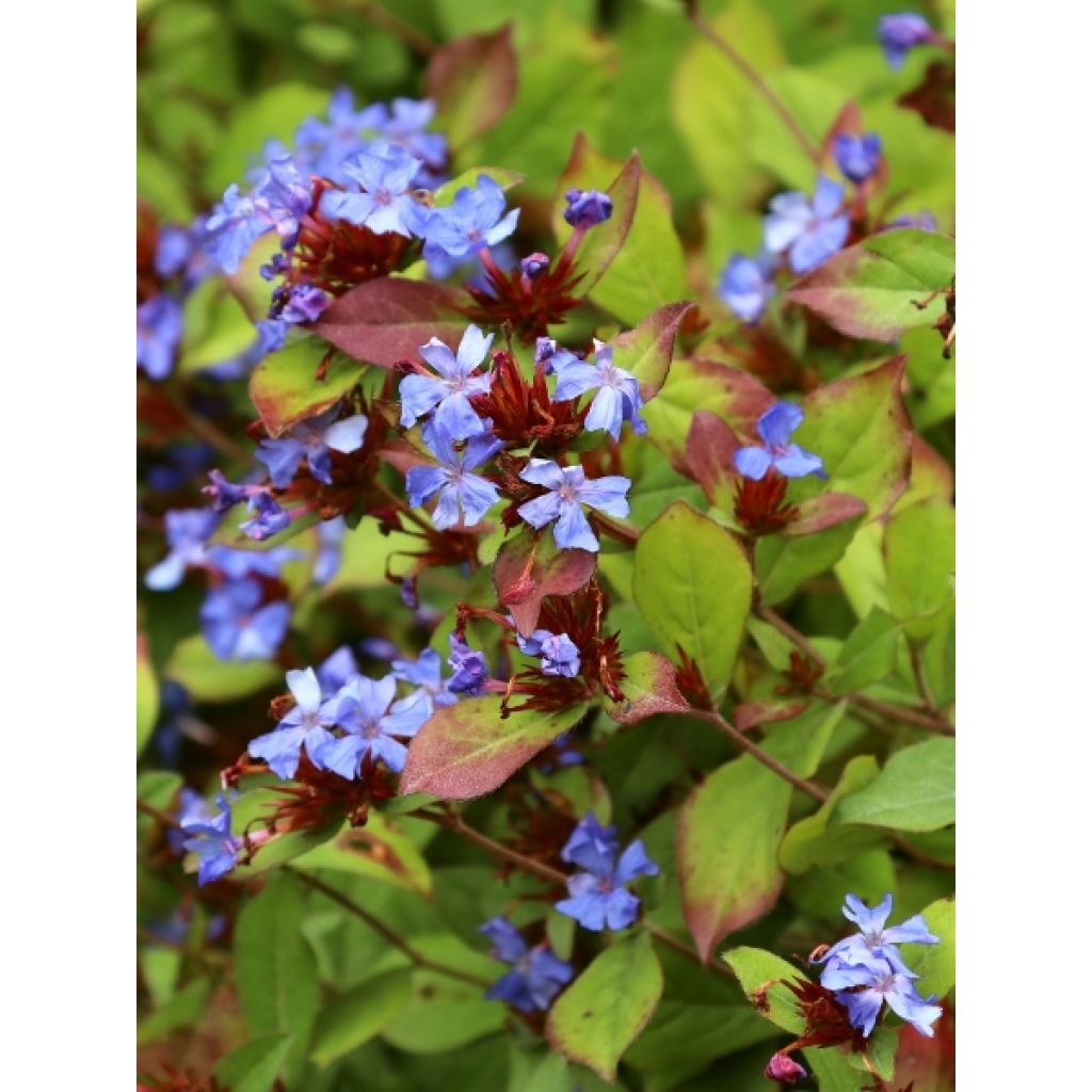 Ceratostigma plumbaginoides