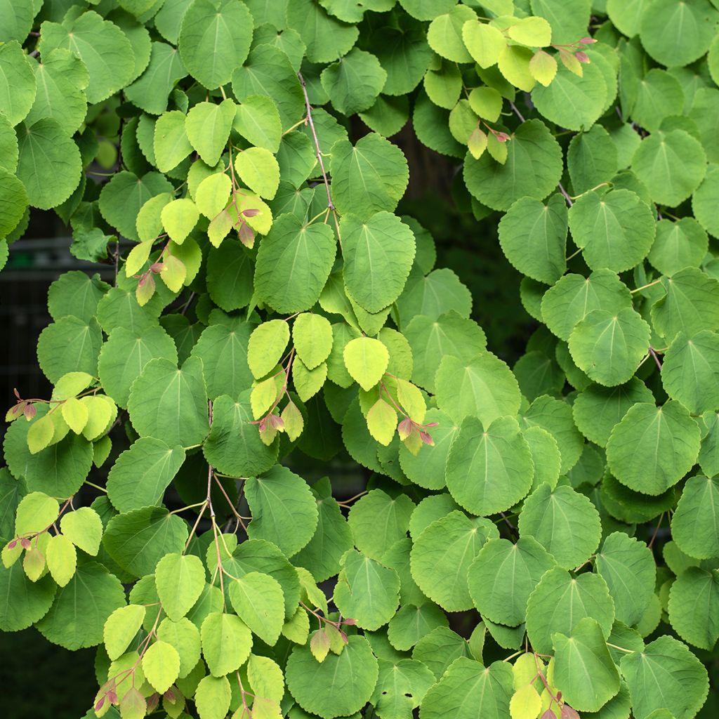 Graines d'Arbre-au-caramel - Cercidiphyllum japonicum