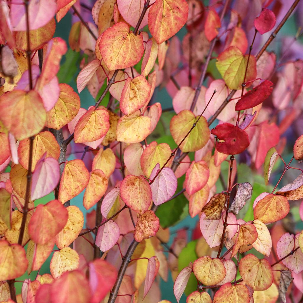 Graines d'Arbre-au-caramel - Cercidiphyllum japonicum