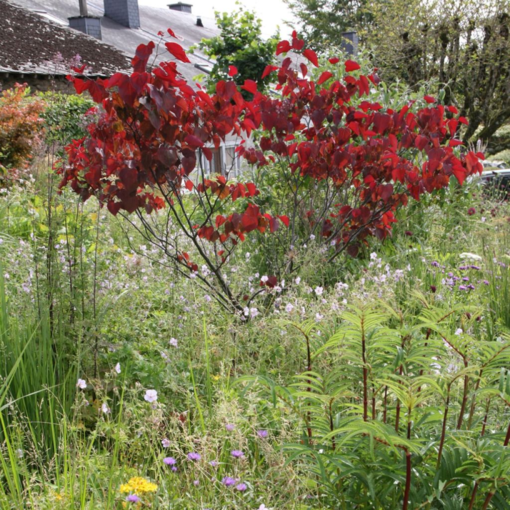 Cercis canadensis Forest Pansy