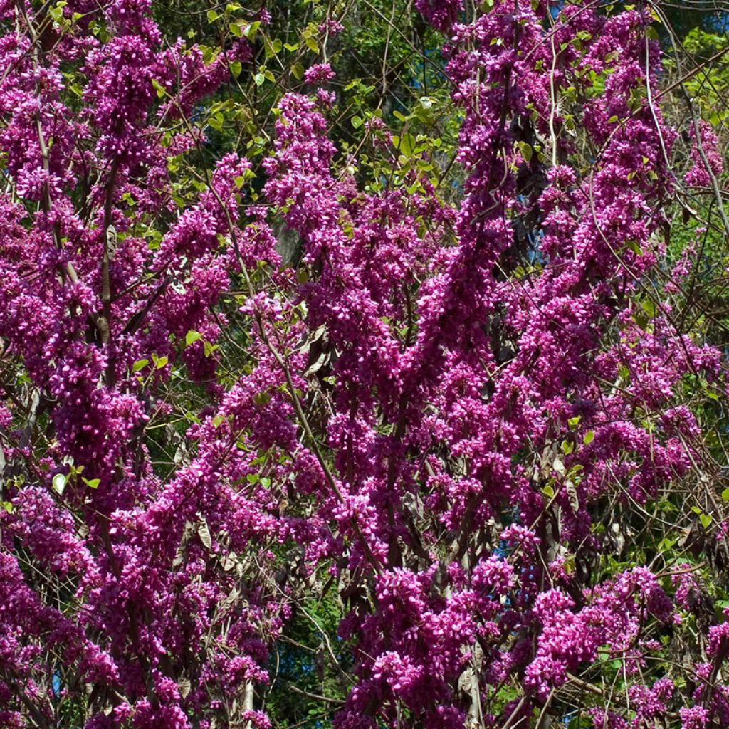 Cercis chinensis Avondale - Arbre de Judée