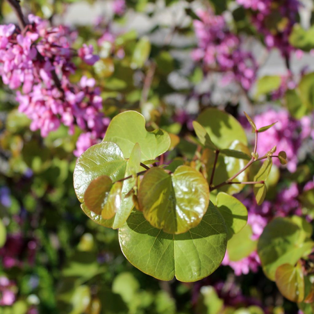 Cercis siliquastrum - Arbre de Judée