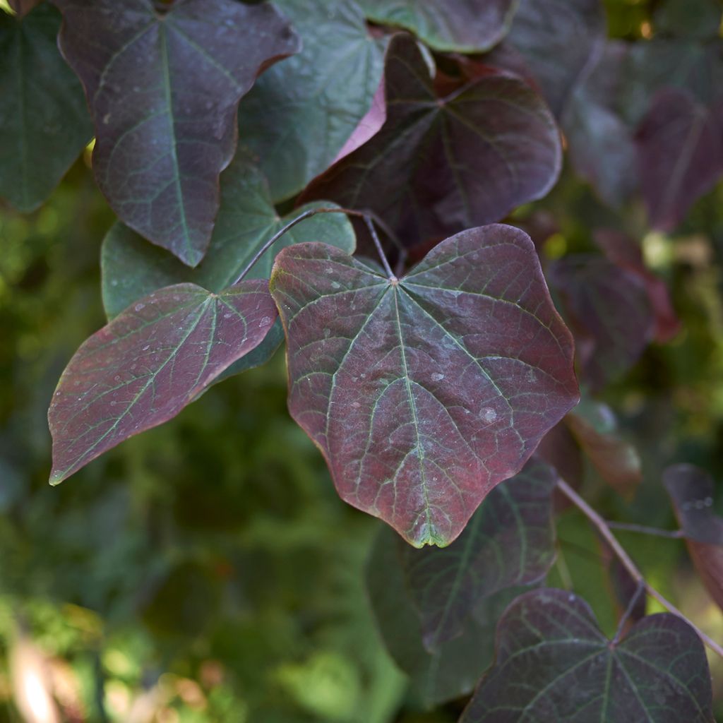Cercis canadensis Ace of Spades - Gainier du Canada