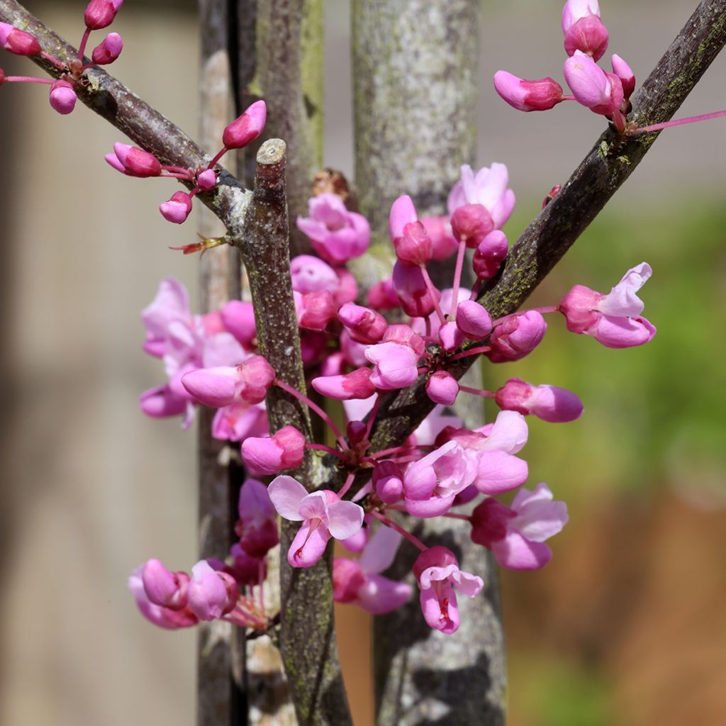 Cercis griffithii Blue Lagoon - Gainier de Griffith