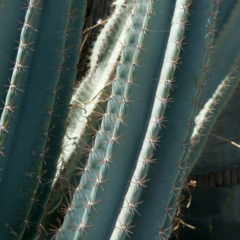 Cereus peruvianus - Cierge du Pérou