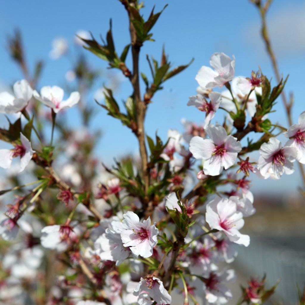 Cerisier à fleurs - Prunus Royal Flame