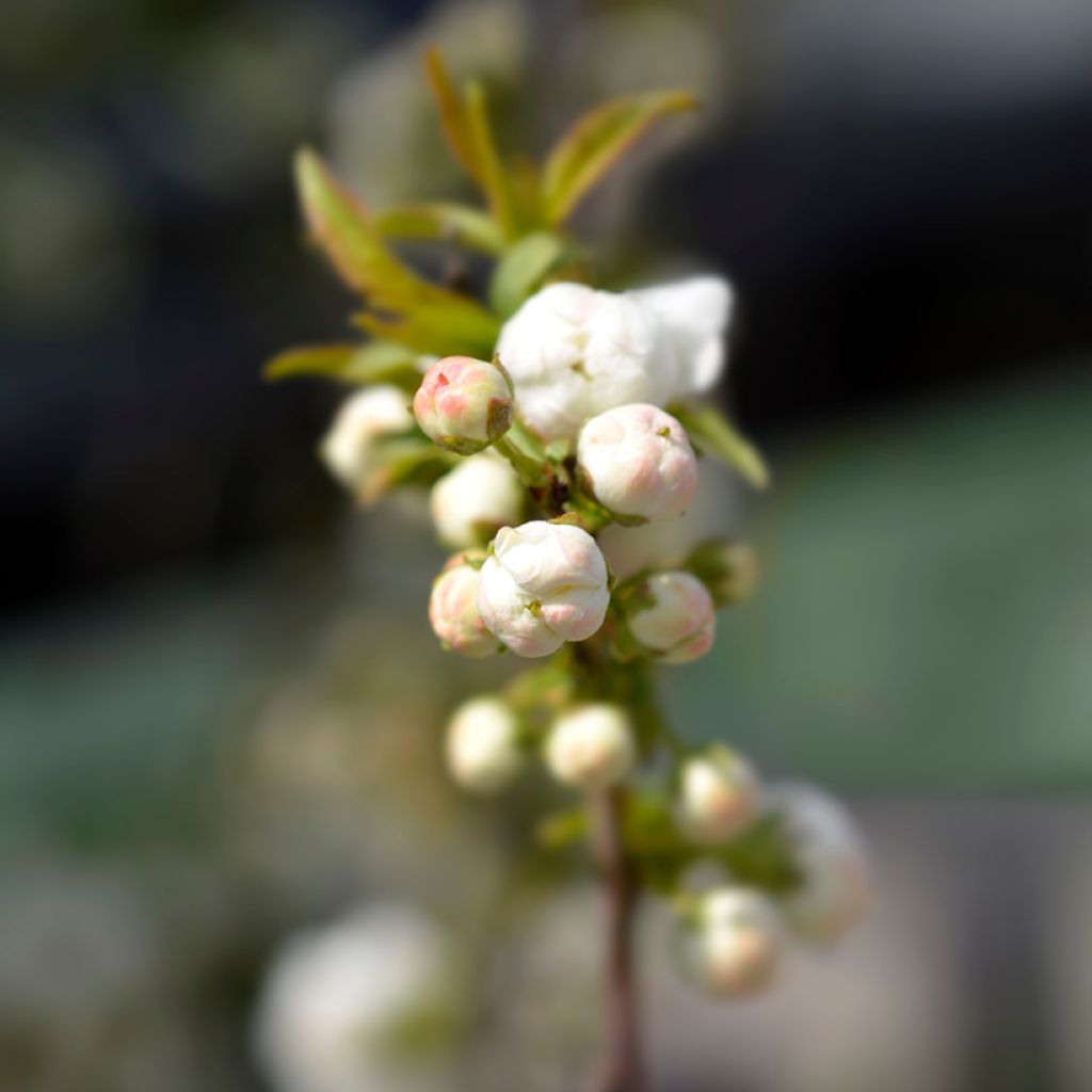 Cerisier à fleur - Prunus glandulosa Alba Plena