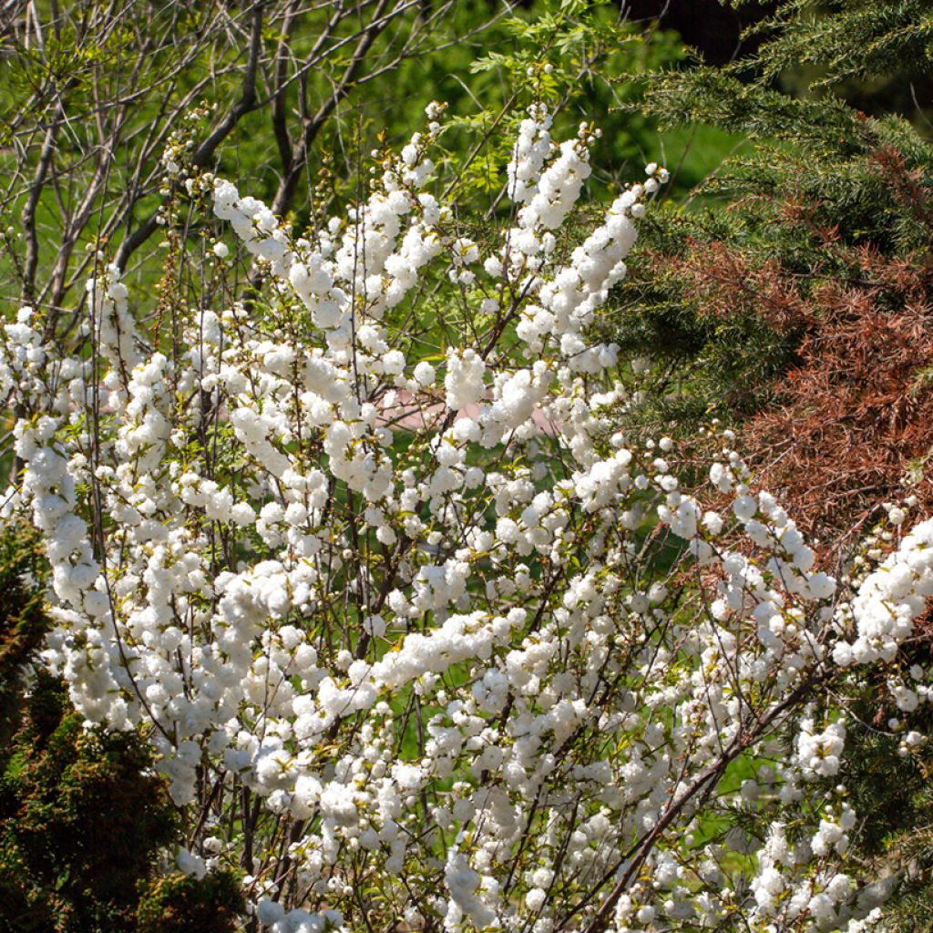 Cerisier à fleur - Prunus glandulosa Alba Plena