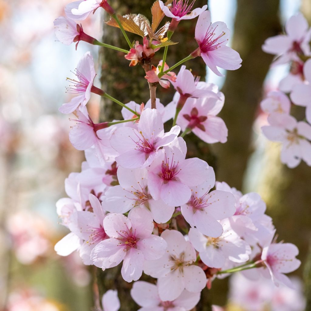 Cerisier à fleurs - Prunus hillieri Spire
