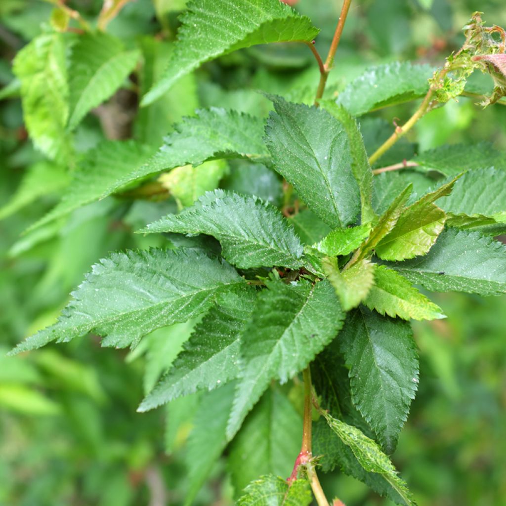 Cerisier à fleurs - Prunus kurilensis Ruby