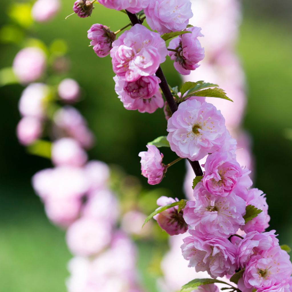 Cerisier à fleurs - Prunus serrulata Pink Perfection