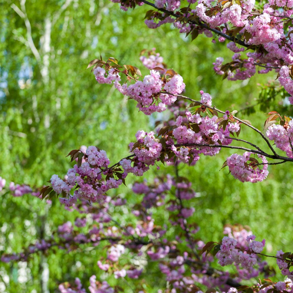 Cerisier à fleurs - Prunus serrulata Pink Perfection