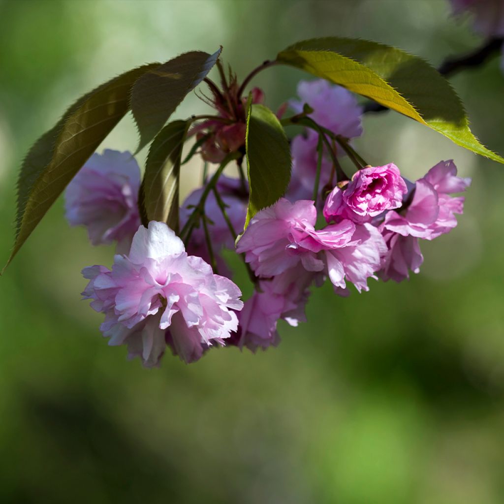 Cerisier à fleurs - Prunus serrulata Pink Perfection