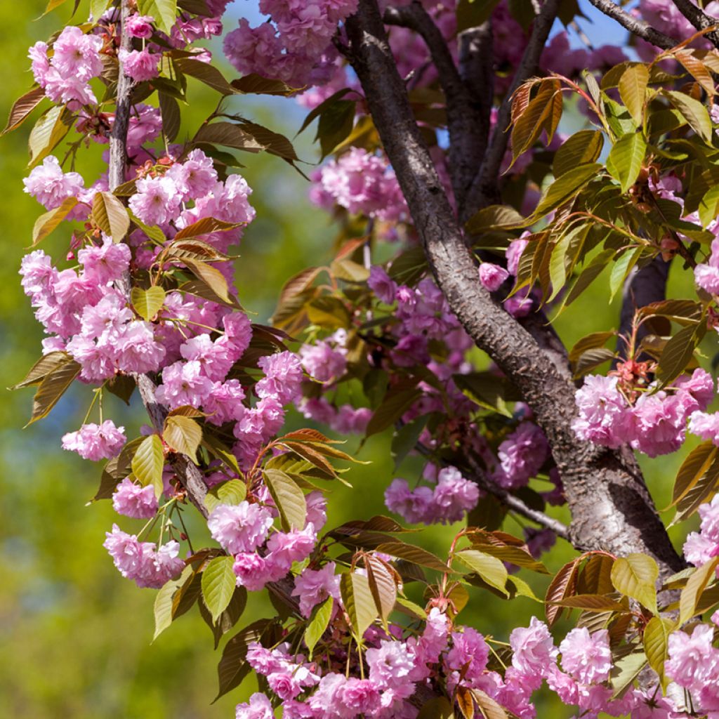 Cerisier à fleurs - Prunus serrulata Pink Perfection
