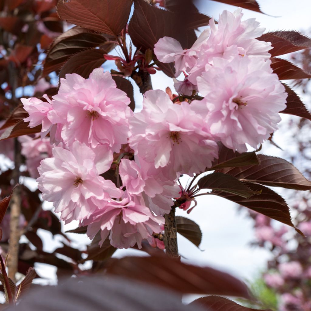 Cerisier à fleurs du Japon - Prunus serrulata Kanzan