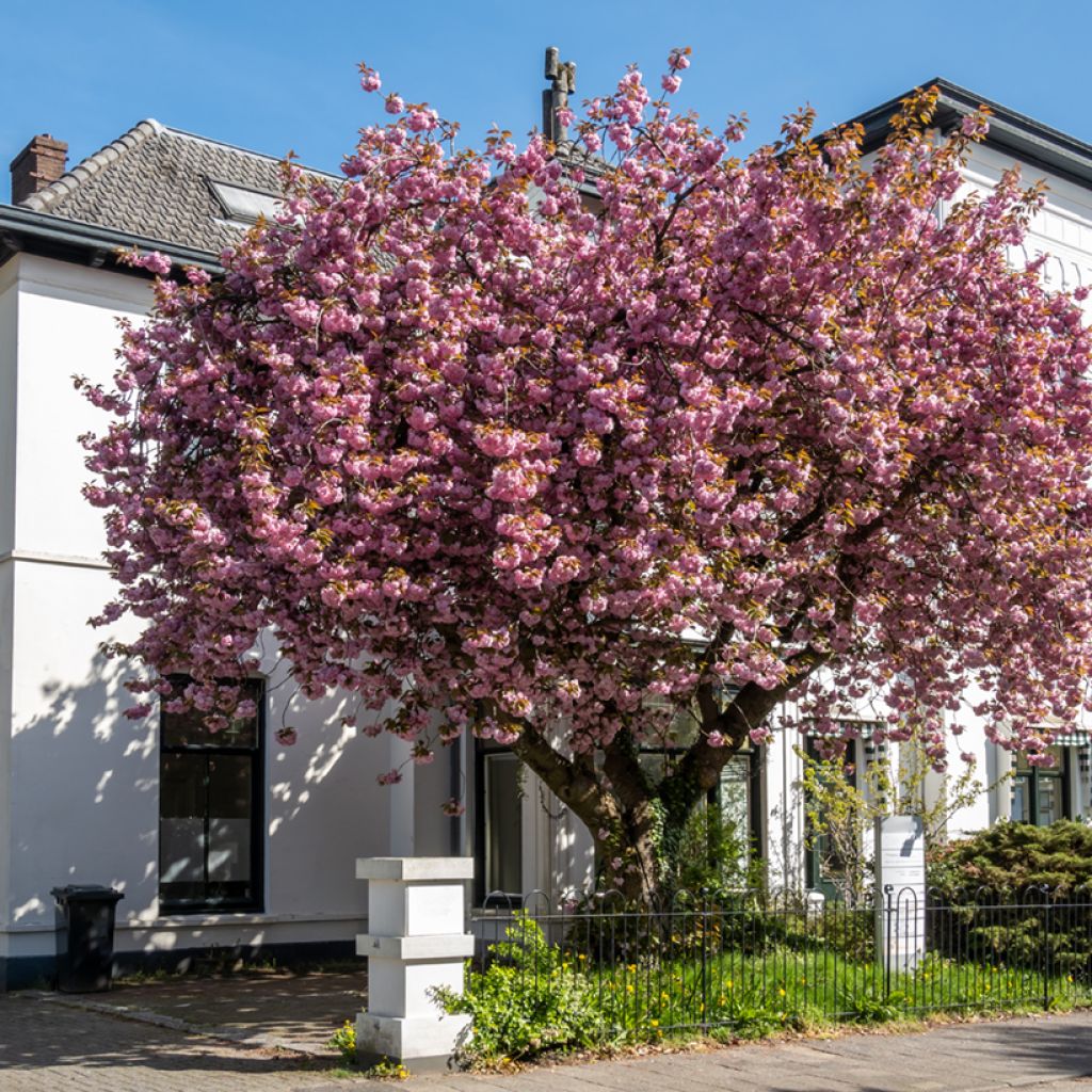 Cerisier à fleurs du Japon - Prunus serrulata Kanzan
