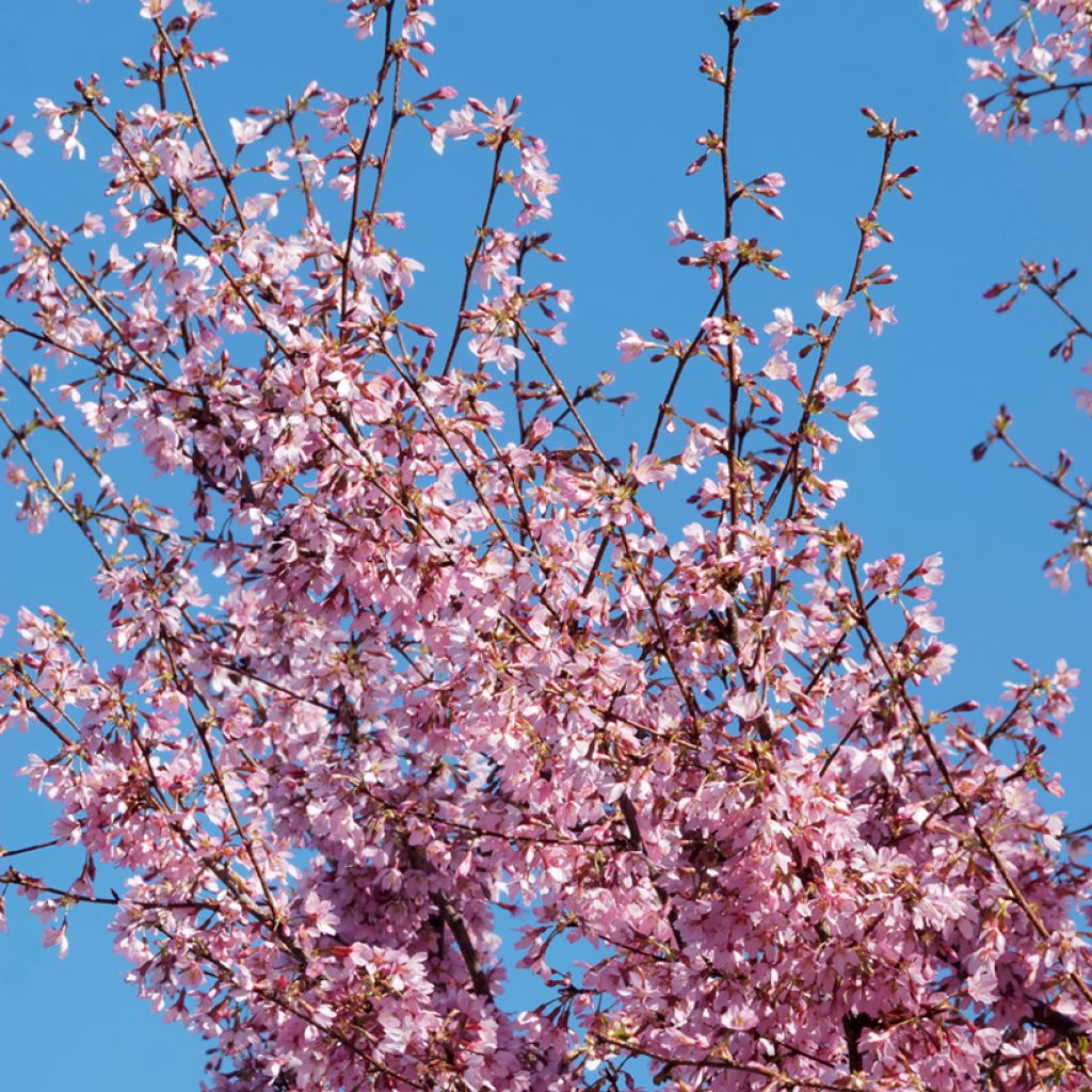 Cerisier à fleurs du Japon nain - Prunus incisa Paean